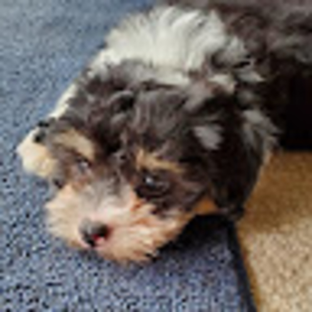 Meet your Posher, Michael aaron